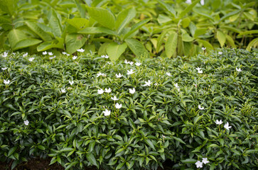 close up of green leaves
