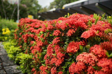 flowers in the garden