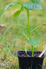 Photo of a green chilli plant in a pot