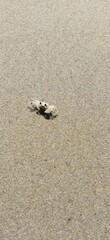 Sand and Crab