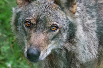 Close-up of the gaze of an Iberian wolf