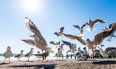 seagulls at a lake