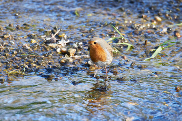 Rotkehlchen (Erithacus rubecula)	