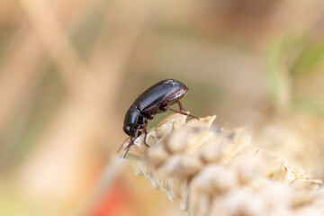 Corn ground beetle Zabrus tenebrionides feeding in a corn-field in Alsace