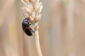 Corn ground beetle Zabrus tenebrionides feeding in a corn-field in Alsace