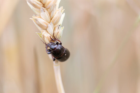Corn ground beetle Zabrus tenebrionides feeding in a corn-field in Alsace