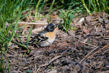 Bergfink Männchen im Frühjahr in Sachsen	