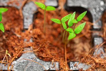top view on chilis plant seed growing in coconut flakes 