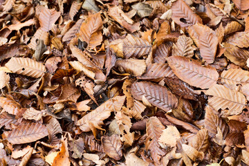 Texture of dead brown autumn leaves