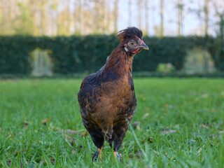 Young rooster of Poland chicken free range in garden