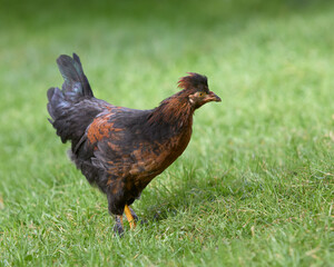 Naklejka na ściany i meble Young rooster of black Poland chick free range in garden