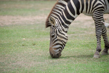 Fototapeta na wymiar Zebra grazing grass 