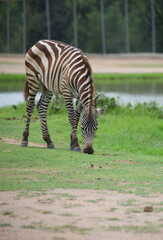 Focus on grazing zebra in the field