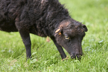 Close up of female ouessant sheep grazing
