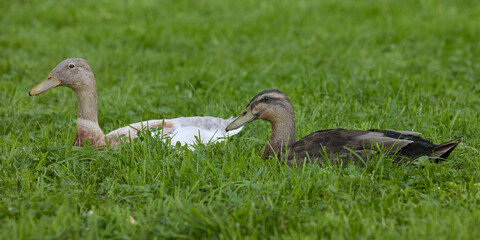 Two Indian runner ducks in grass