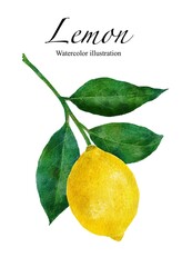 レモンの水彩画イラスト