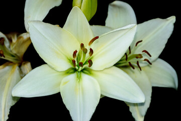 Fototapeta na wymiar Kwitnące lilie białe na czarnym tle
