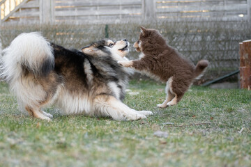 Portrait of a Finnish Lapphund dog and puppy