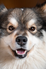 Portrait of a Finnish Lapphund dog
