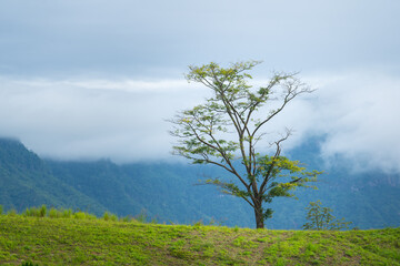 A one tree on the greenery meadow slope mountain with cloudy sky as background. Nature outdoor view, relaxation environmental.