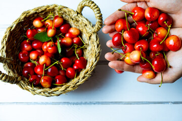 Woman holding fresh red cherries, organic cherries in wicker basket.