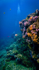 Fototapeta na wymiar Beautiful underwater photo of a scuba diver at a coral reef in south east Asia.