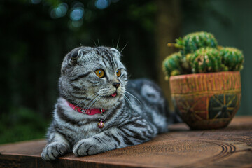 A Brown Scottish Fold cat with beautiful orange eyes sitting on the table in the green park with...