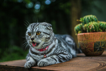 A Brown Scottish Fold cat with beautiful orange eyes sitting on the table in the green park with...