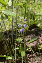 6月のさわやかな風に吹かれ、憧れの上高地を散策しながら多種多様な植物を観賞