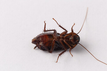 cockroach isolated on white