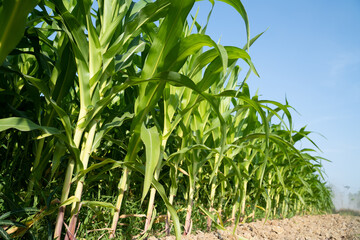 corn plantation under clear blue sky