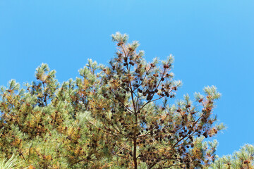 松ぼっくりの木