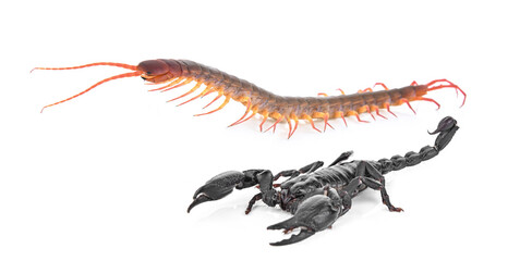 scorpion  and centipede on white background