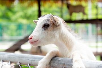 A baby goat is waiting for food in a Thailand zoo.
