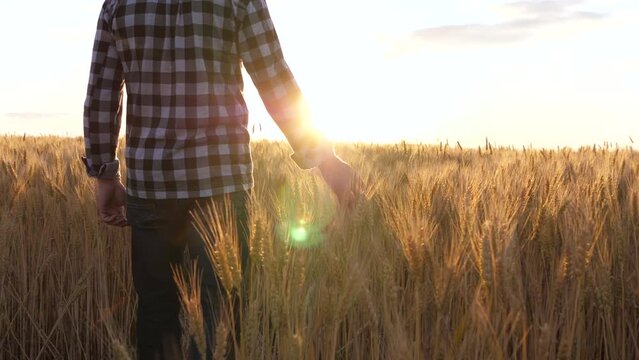 A male agronomist walks through a wheat field, inspecting the harvest. Agribusiness. The concept of grain export and import. The global crisis and the embargo.