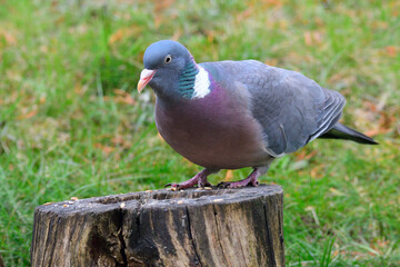 Ringeltaube bei der Futtersuche	