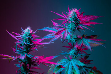 Medical marijuana bushes with different types of variety strain indica and sativa. Marijuana plants colored in purple neon. Cannabis plants variety comparison with leaves and flowering buds