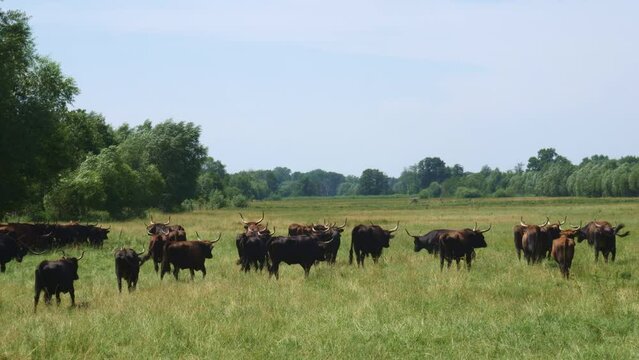 Aurochs herd in Brandenburg 
