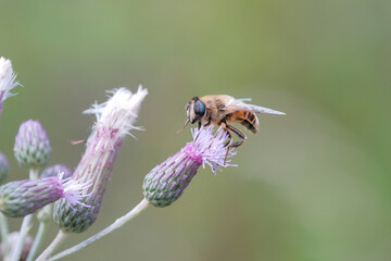 Close up of bee on plant in summer