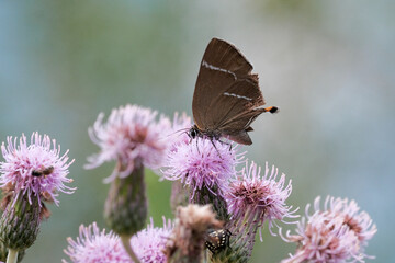Close up of brown butterfly on plant in summer