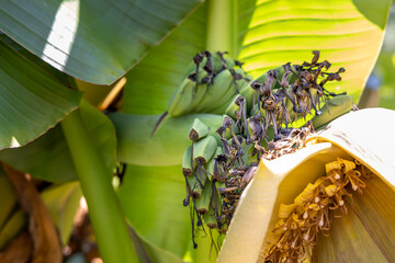 Bananenstaude mit grünen Bananen