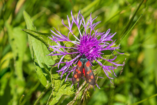 Widderchen - Sechsfleck-Widderchen - Schmetterling - Falter