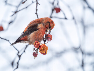 Red Crossbill male sitting on the tree branch and eats wild apple berries. Crossbill bird eats...