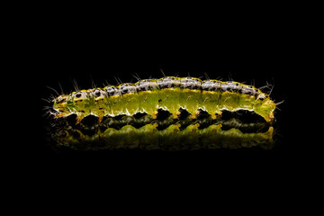 Buchsbaumzünsler auf Schwarz