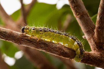 Buchsbaumzünsler auf einem Ast