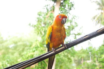 Colorful parrot bird 