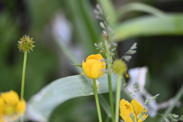 yellow flower with dew drops