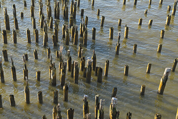 Original Pier 54 piles of Hudson river remain to provide habitat for aquatic life in New York City