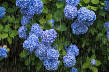 雨とあじさい　雨を強調