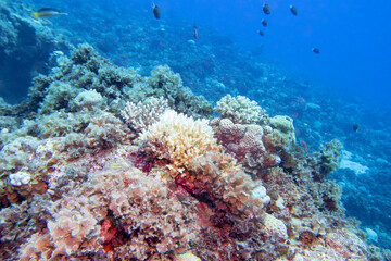 Naklejka na ściany i meble Colorful, picturesque coral reef at the sandy bottom of tropical sea, hard corals, underwater landscape
